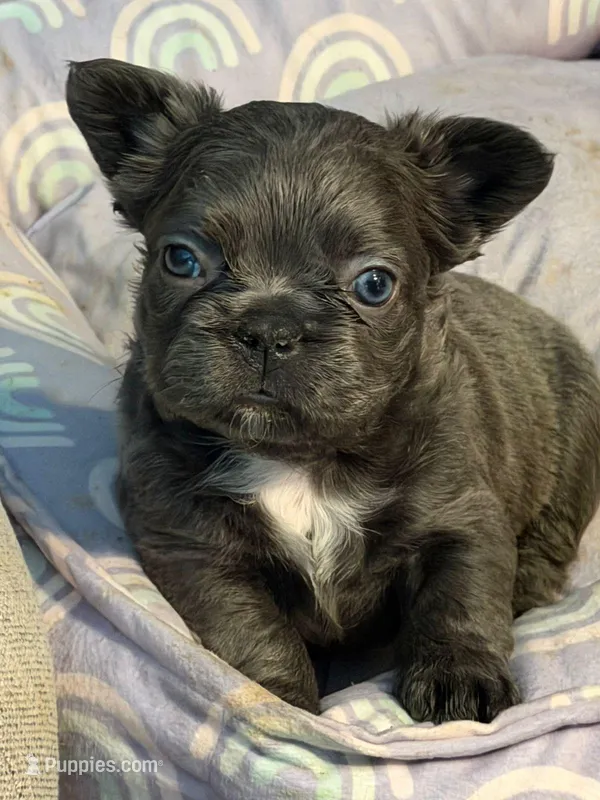 Ema  – French Bulldog puppy for sale in Phoenix, AZ