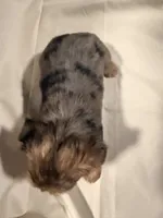 Merle, a female Yorkshire Terrier for sale in Lake Wales, FL – 2 of 2