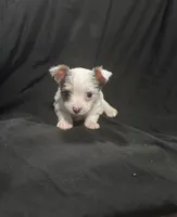 White 2, a female Yorkshire Terrier for sale in Lake Wales, FL – 2 of 2