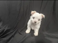 White, a female Yorkshire Terrier for sale in Lake Wales, FL – 2 of 2