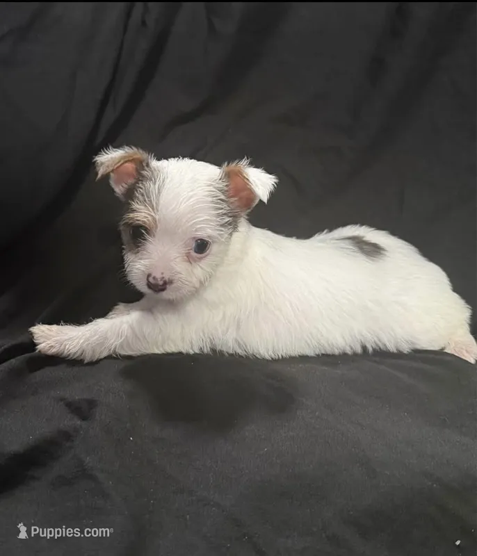 White 2 – Yorkshire Terrier puppy for sale in Lake Wales, FL