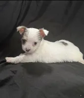 White 2, a female Yorkshire Terrier for sale in Lake Wales, FL – 1 of 2
