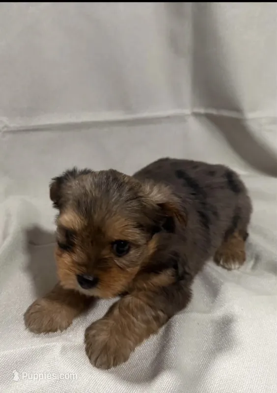 Merle – Yorkshire Terrier puppy for sale in Lake Wales, FL
