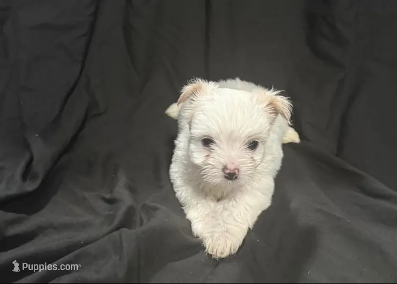 White – Yorkshire Terrier puppy for sale in Lake Wales, FL