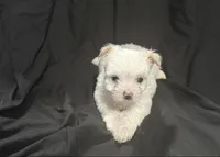 White, a female Yorkshire Terrier for sale in Lake Wales, FL – 1 of 2