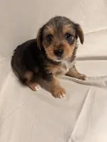 Merle 2, a male Yorkshire Terrier for sale in Lake Wales, FL – 2 of 2