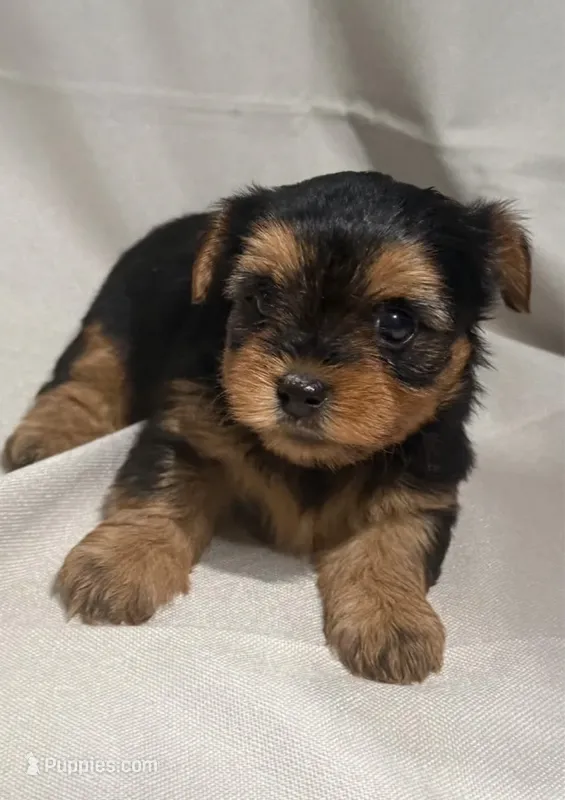 Brown – Yorkshire Terrier puppy for sale in Lake Wales, FL