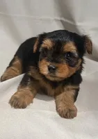 Brown, a female Yorkshire Terrier for sale in Lake Wales, FL – 1 of 2