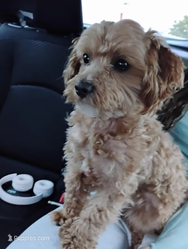 Kobe – Maltipoo puppy for sale in Falls Church, VA