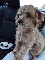 Kobe, a male Maltipoo for sale in Falls Church, VA – Photo 1 of 2