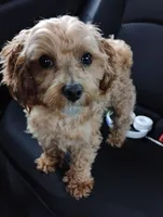 Kobe, a male Maltipoo for sale in Falls Church, VA – Photo 2 of 2