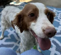 Daisy akc , a female Brittany for sale in Easley, SC – 2 of 6