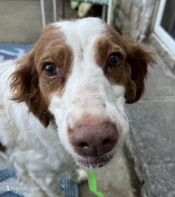 Daisy akc  – Brittany puppy for sale in Easley, SC