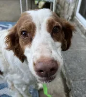 Daisy akc , a female Brittany for sale in Easley, SC – 6 of 6