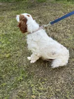 Daisy akc , a female Brittany for sale in Easley, SC – 3 of 6