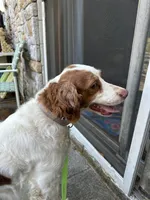 Daisy akc , a female Brittany for sale in Easley, SC – 4 of 6