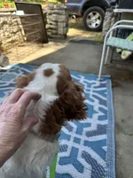 Daisy akc , a female Brittany for sale in Easley, SC – 5 of 6