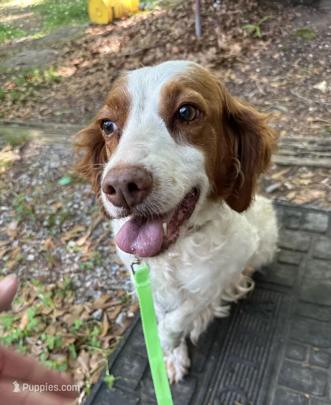 Daisy akc  – Brittany puppy for sale in Easley, SC