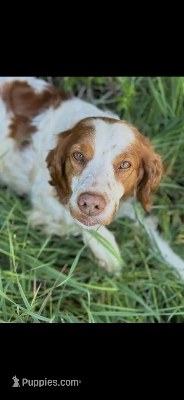 Daisy  – Brittany puppy for sale in Easley, SC