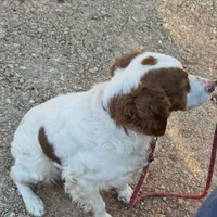 Daisy , a female Brittany for sale in Easley, SC – Photo 3 of 3