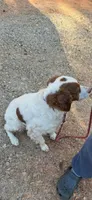 Daisy , a female Brittany for sale in Easley, SC – Photo 3 of 3