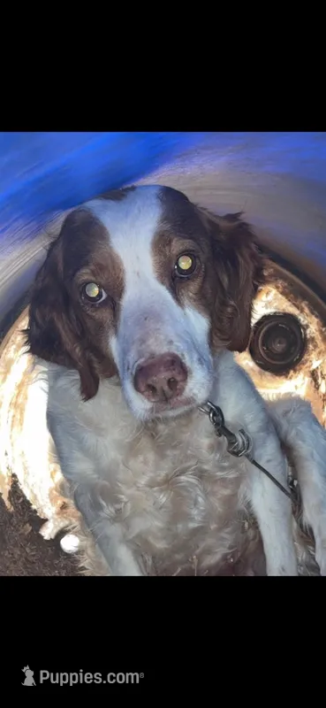 Daisy  – Brittany puppy for sale in Easley, SC