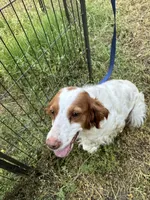 Daisy , a female Brittany for sale in Easley, SC – Photo 1 of 4