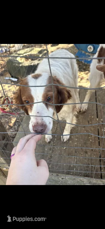 Daisy  – Brittany puppy for sale in Easley, SC