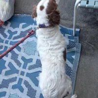 Daisy , a female Brittany for sale in Easley, SC – Photo 2 of 3