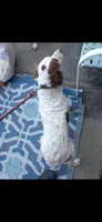 Daisy , a female Brittany for sale in Easley, SC – Photo 2 of 3
