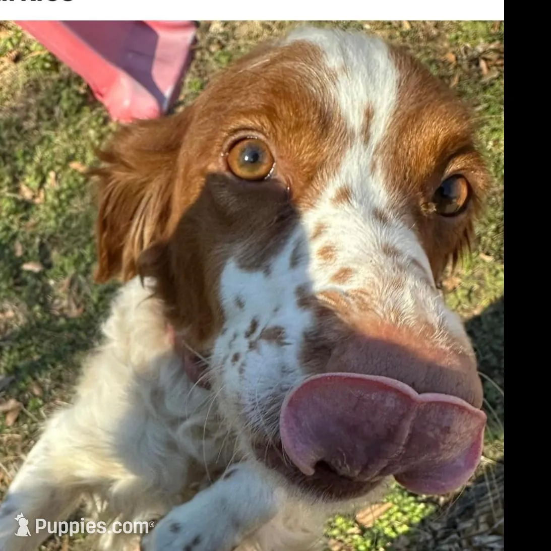 Sparkles  – Brittany puppy for sale in Easley, SC