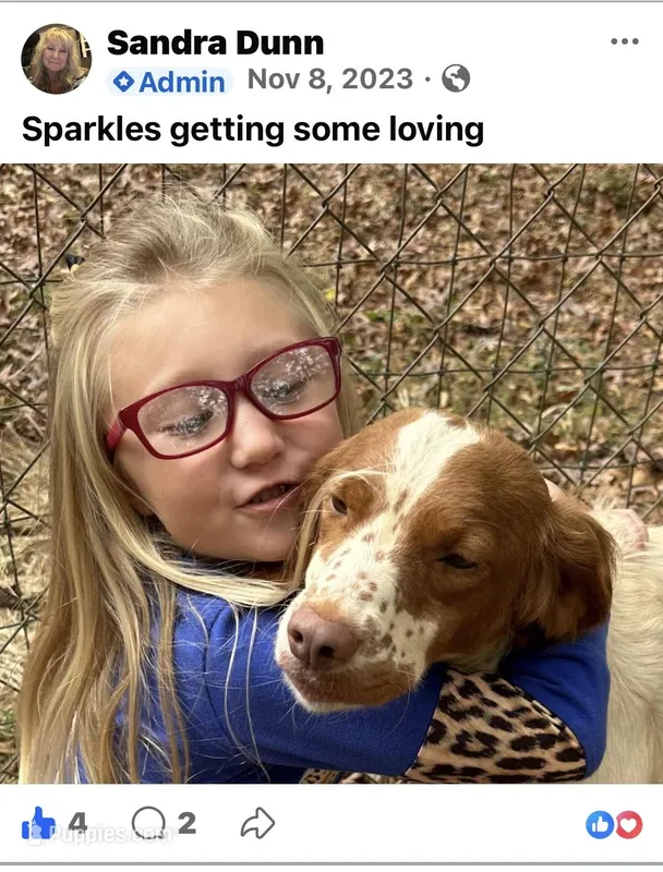 Sparkles  – Brittany puppy for sale in Easley, SC
