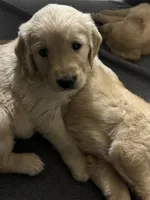 Madelyn, a female Golden Retriever for sale in Modesto, CA – 2 of 4