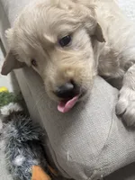 Madelyn, a female Golden Retriever for sale in Modesto, CA – 4 of 4