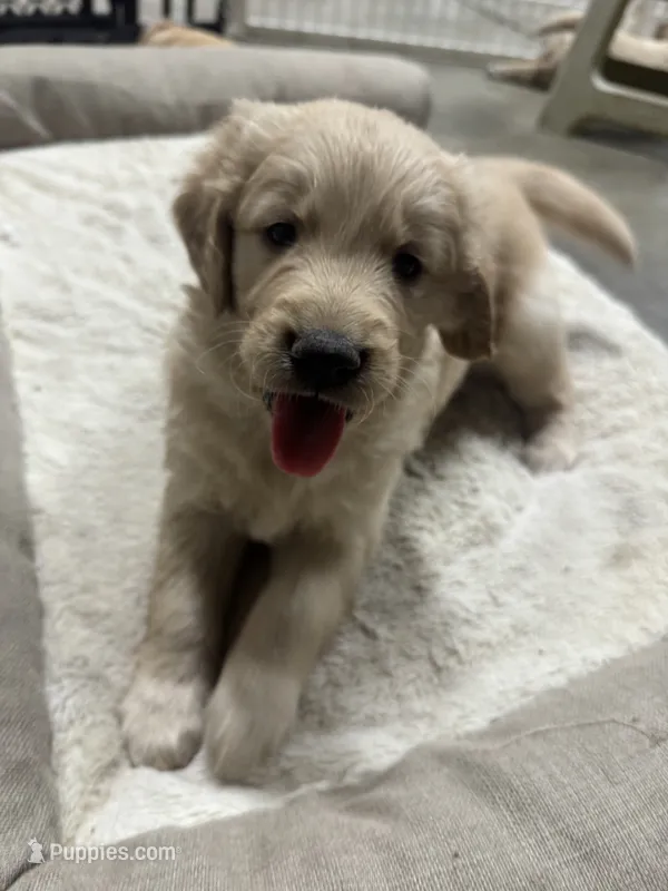 Madelyn – Golden Retriever puppy for sale in Modesto, CA