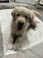 Madelyn, a female Golden Retriever for sale in Modesto, CA – 1 of 4