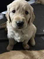 Madelyn, a female Golden Retriever for sale in Modesto, CA – 3 of 4