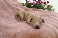 Ivory, a female Miniature Labradoodle for sale in Bemidji, MN – 7 of 10