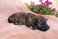 Ember, a female Miniature Labradoodle for sale in Bemidji, MN – 5 of 10