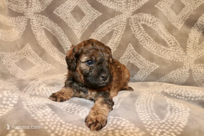 Ember – Miniature Labradoodle puppy on hold in Bemidji, MN