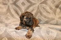 Ember, a female Miniature Labradoodle for sale in Bemidji, MN – 1 of 10