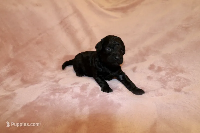 Onyx – Miniature Labradoodle puppy for sale in Bemidji, MN
