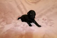 Onyx, a female Miniature Labradoodle for sale in Bemidji, MN – 1 of 9