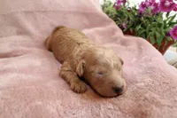 Blaze, a male Miniature Labradoodle for sale in Bemidji, MN – 5 of 9