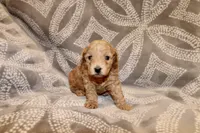 Blaze, a male Miniature Labradoodle for sale in Bemidji, MN – 3 of 9