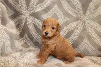 Jade, a female Miniature Labradoodle for sale in Bemidji, MN – 2 of 10