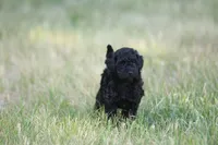 Onyx, a female Miniature Labradoodle for sale in Bemidji, MN – 2 of 9