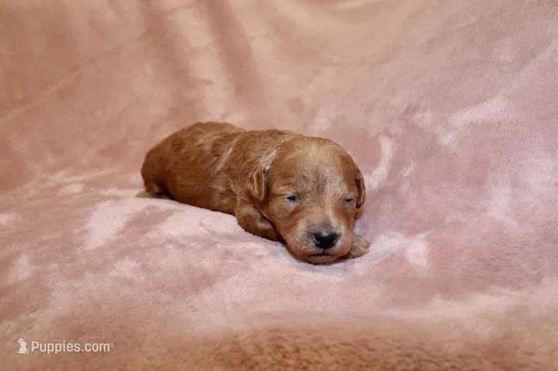 Jade – Miniature Labradoodle puppy for sale in Bemidji, MN