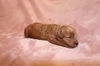 Jade, a female Miniature Labradoodle for sale in Bemidji, MN – 5 of 10