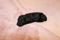 Onyx, a female Miniature Labradoodle for sale in Bemidji, MN – 2 of 9